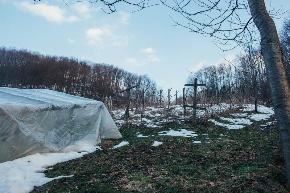 vampir sava savanovic svadja dva sela 
