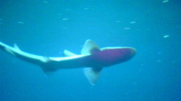  Srpski šaran - kakvu ribu jedemo - srpsko tržište ribe