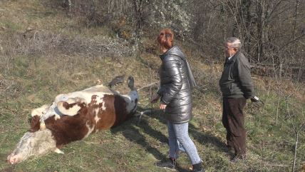 Čajetina Priboj ubijen bik  (2).jpg