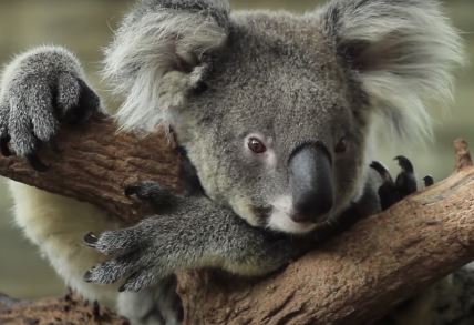 koala 1.jpg