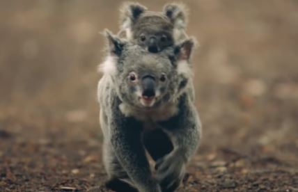 mama i beba koala