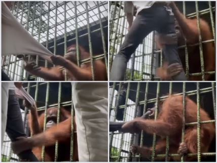 orangutan,-napad.jpg