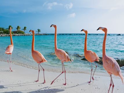 flamingosi,-aruba.jpg