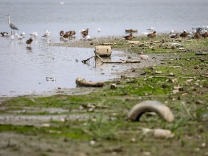 Nizak vodostaj Dunava (21).jpeg
