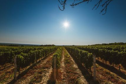 Fruska gora , vinograd , vino , wine, wineyard (4) - Luka Šarac.jpg