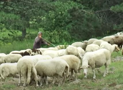 Čobanin Zlatibor (6).png