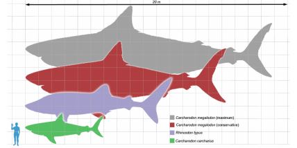 Poređenje megalodona (siva ajkula) sa današnjim sivim ajkulama