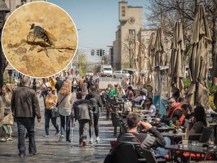 Kafić, Beograd, ljudi, jesen, korona, sunce peščana muva