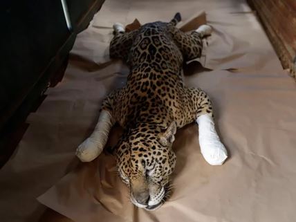 Jaguar