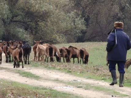 Najveće stado koza