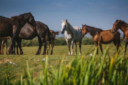 Gornje Podunavlje, horses, by Luka Šarac copy.jpg