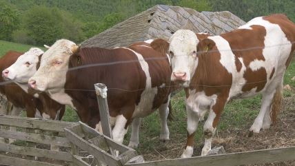 Goran kupio 16 krava i napravio veselje za 300 ljudi (3).jpg