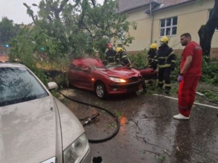 drvo palo na automobil