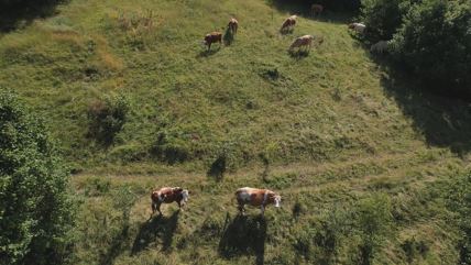 Čobanin Ljubenko čuva krave i uzima dobru dnevnicu