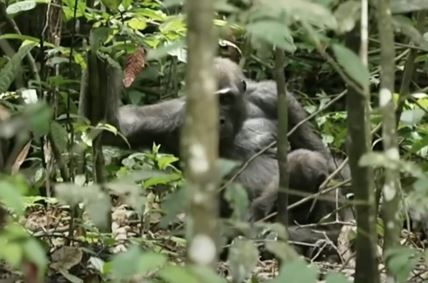 gorila u gabonu jede biljke