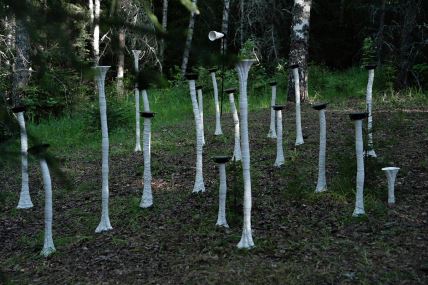 Marko Baroti FUNGI, foto Marco Barotti.jpg