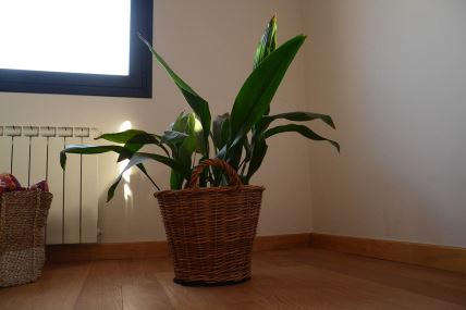 Aspidistra biljka