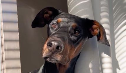 doberman2.jpg