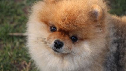 pomeranac