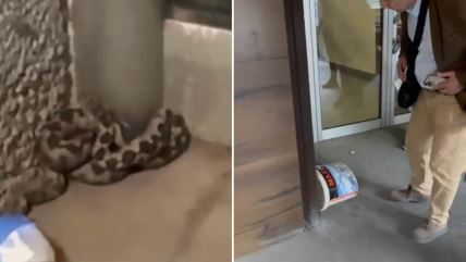 Otrovna zmija u Lučnoj zgradi