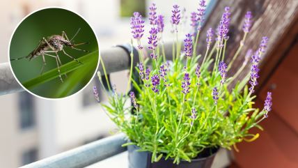 Komarac i lavanda u saksiji koja odbija insekte