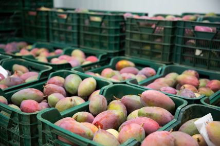 Mango  (2).jpg