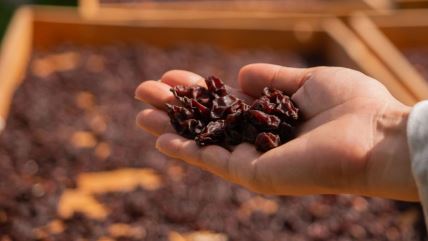 Ruka farmera drži suvo grožđe na dasci za sušenje, na suncu u vinogradu