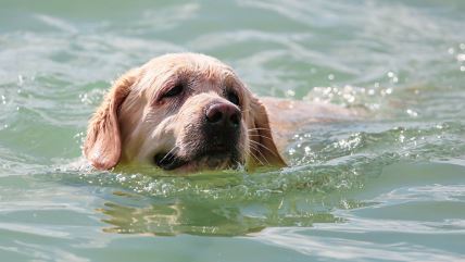 Labrador pliva u moru
