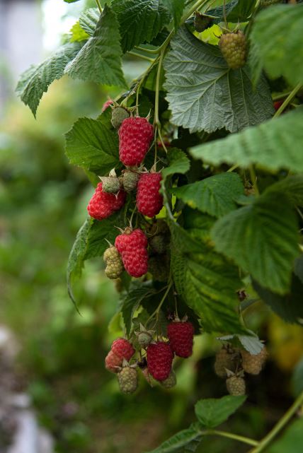 maline