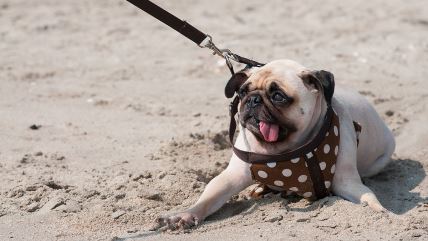 Mops pas