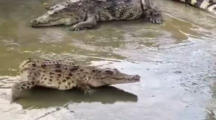 Krokodil bez repa