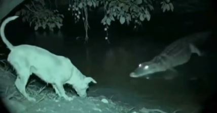 Snimak psa koji je krstom oterao krokodila