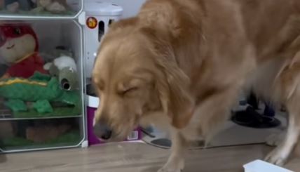 Pas uhvaćen u krađi pa se pravio da mesečari video