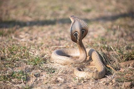 Indijska kobra.jpg