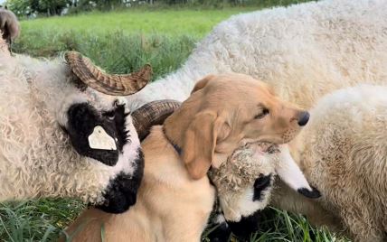 Snimak šteneta koji se mazi sa ovcama će vam ulepšati dan