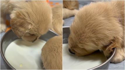 Štene je zaspalo tokom večere i medeniji snimak ne postoji