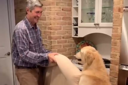 Pas pomaže vlasniku