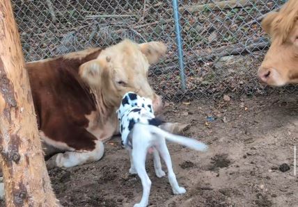 Pas u kostimu krave sa kravama