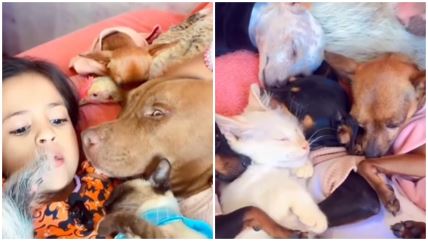 Kako je devojčica okupila kokošku, mačice i pse?