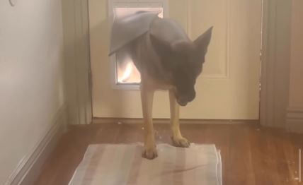 Pas ulazi kroz otvor n vratima