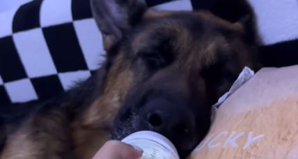 Odrastao vučjak mleko pije na flašicu kao da je beba