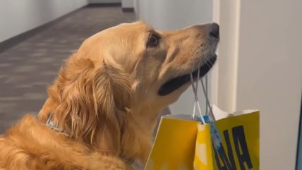 Pas se trese zbog piletine