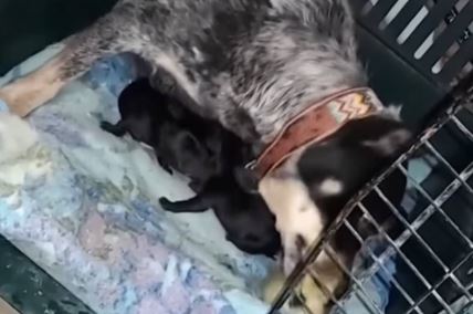 Mama pas pobrkala lončiće, od pačeta misli da je štene