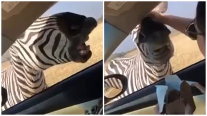 Zebri dosta trave, poželela malo brze hrane