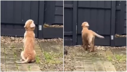 Pas sedeo ispred kapije i čekao vlasnika, usledilo iznenađenje