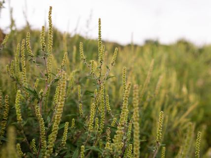 ambrozija_polen_stefan_stojanović_ (8).jpg