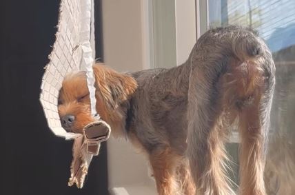 Pas spava na roletni