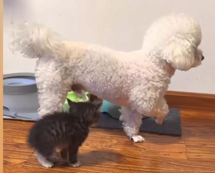 Pas koji se pravi da je statua pored mačke