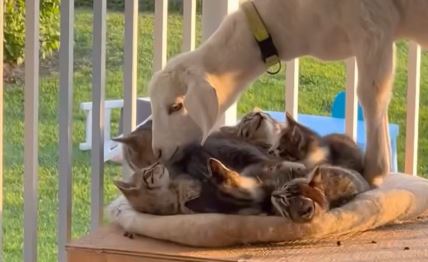 Koza rešila da glumi mače da bi se mazila i slađi video ne postoji