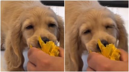 Snimak šteneta koji hoće da se igra ali mu se spava